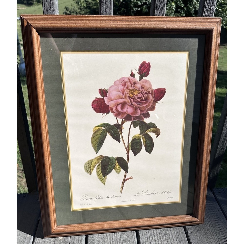 PIERRE JOSEPH REDOUTÉ COLORED LITHOGRAPH ROSA GALLICA FRAMED 18 x 22
